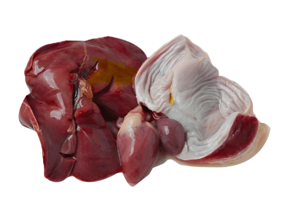 Gizzard/Liver